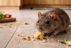 3 Warga Jakarta Positif Hantavirus, Dinkes Imbau Waspada Tikus
