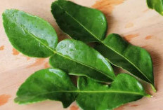 Menjaga Kesehatan Kulit dengan Daun Jeruk, Simak Selengkapnya