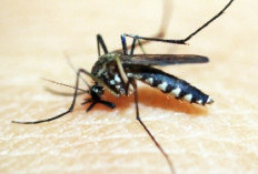 Dinkes OKU Selatan Imbau Warga Waspada, Puncak DBD Diprediksi Awal 2026