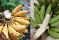 Tidak Hanya Enak Dikonsumsi dan Baik Untuk Kesehatan,  Ini 5 Buah yang Mampu Meningkatkan Mood