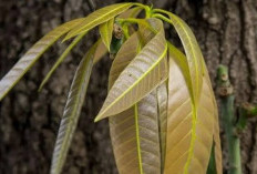 Begini Cara Mengolah Daun Mangga Ampun Mengatasi Kecemasan