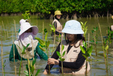 PT KAI Logistik Gelar Aksi Tanam 500 Pohon Mangrove