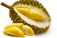 Menjadi Solusi Alami untuk Pencegah Penuaan Dini? Ini Fakta Buah Durian