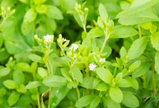 Selain Menjadi Pemanis Alami, Ternyata Daun Stevia Bisa Mencegah Kerutan Kulit