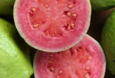 Jambu Biji: Superfood untuk Kulit Sehat dan Cantik