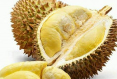 Apakah Buah Durian menjadi solusi alami untuk mencegah penuaan dini? Ini Faktanya 