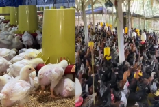 Ini Pakan yang Bisa Buat Bobot Ayam Naik Menjadi Montok