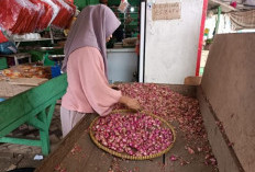 Harga Bawang Merah Meroket Tajam, Naik Dua Kali Lipat