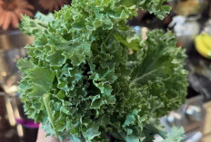 Kale, Sayuran yang Ampuh untuk menjaga Kesehatan Kulit dan Tubuh Secara Alami