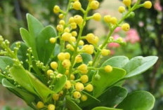 Daun Pacar Cina, Obat Alami untuk Diare Alternatif yang Menjanjikan