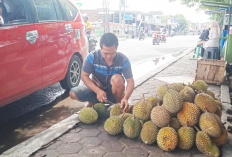 Banjiri Kota Martapura, Penjual buah Durian Ramai Pembeli, Punya Omset Jutaan PerHari