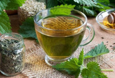 Teh Daun Sembung: Solusi Alami untuk Mencegah Batu Ginjal