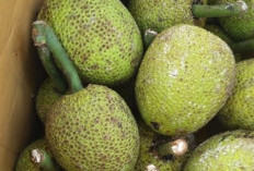 Sederet Kondisi yang Bisa Diatasi dengan Makan Buah Sukun, Termasuk Menjaga Kesehatan Tulang