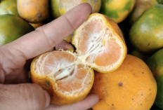 Tak Hanya Buahnya yang Segar, Buah Jeruk Dapat Mencegah Penuaan Dini