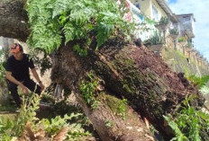 Dua Rumah Warga Rusak Ringan Akibat Pohon Tumbang