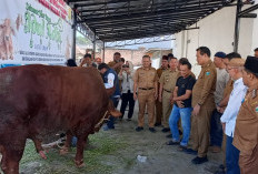 Pemkab Muara Enim Salurkan 17 Sapi Kurban, Satu Ekor Bantuan Presiden 