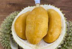 Apa Boleh Konsumsi Buah Durian Tiap Hari? Ini Ulasannya 