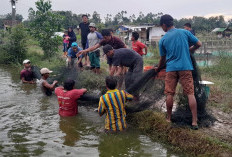 Kelompok Rawa Sari Binaan Diskanak Panen Ikan Perdana