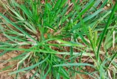 Benarkah Rumput Belulang Bisa Penghancur Batu Ginja? Berikut penjelasannya