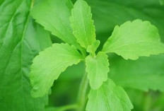Daun Stevia: Solusi Alami untuk Mencegah Kerutan Kulit