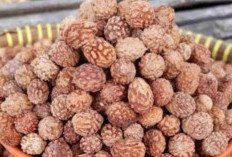 Meningkatkan Sistem Kekebalan Tubuh dengan Biji Bidara
