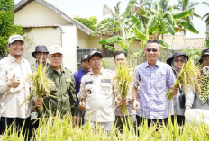 Metode Salibu Padi, Wabup Yudha: Lebih Menguntungkan