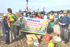 Hindari Gagal Panen Padi, Petani OKU Timur Gerdal Hama Tikus