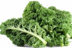 Menjaga Kesehatan Mata dengan Sayur Kale: Nutrisi Penting untuk Penglihatan yang Lebih Baik