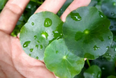 Bukan Cuma Daun Kelor, Ternyata Daun Pegagan Bisa Meredakan Nyeri Sendi 