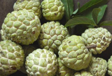Terkenal Memiliki Banyak Khasiat Kesehatan, Ternyata Buah Srikaya Bisa Mencegah Penyakit Kardiovaskular