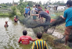 Budidaya Patin di Lahan Rawa, Hasilkan Panen Capai 3,5 Ton