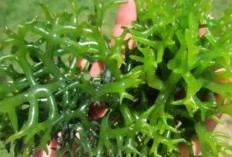 Meningkatkan Kesehatan Jantung dengan Mengonsumsi Rumput Laut