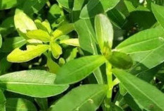 Manfaat Daun Kremah Sebagai Obat Luka Tradisional