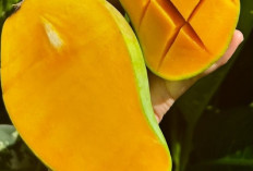 6 Tips Ampuh Mempercepat Matangnya Buah Mangga, Simak Ulasannya