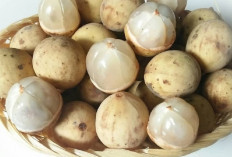 5 Manfaat dan Kandungan Buah Duku, Bisa Jadi Obat Penyakit Apa?