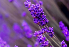 Meredakan Insomnia dengan Aroma Menenangkan dari Bunga Lavender, Yuk Simak