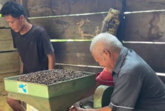 Musim Panen, Harga Kopi di Buay Pemaca Kembali Menguat
