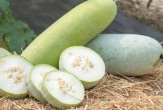  Mengenal Buah Kundur Yang Punya Khasiat Bagi Kesehatan, Termasuk Mencegah Penyakit Jantung