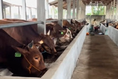 Karyawan Kemenag OKU Selatan Bakal Sembelih 12 Ekor Sapi