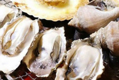 Meningkatkan Daya Tahan Tubuh dengan Mengonsumsi Tiram