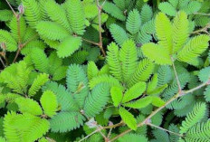 Mengatasi Hipertensi dengan Daun Putri Malu: Solusi Alami yang Menjanjikan
