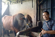 Peternak Lokal OKU Timur Sukses Sediakan Sapi Kurban Presiden