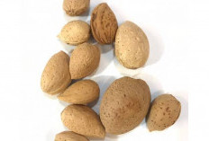 Yuk Mengenal Buah Ketapang yang Konon Punya Banyak Manfaat Bagi Kesehatan 