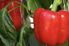 Manfaat Paprika Merah yang Jarang Orang Tau untuk Mencegah Penuaan Dini