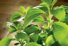 Menurunkan Berat Badan Dengan Mengonsumsi Stevia, Cara yang Lebih Efektif dan Ramah Lingkungan