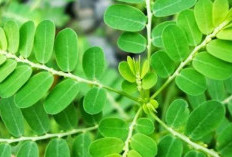 Solusi Alami Dalam Mengatasi Radang Dengan Mengonsumsi Daun Saga