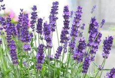 Benarkah Bunga Lavender Bisa Meredakan Nyeri Menstruasi? Simak Penjelasannya