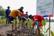 Peringati Hari Mangrove Sedunia, BRI Pertegas Komitmen Selamatkan Lingkungan Lewat Perbaikan Ekosistem Pesisir