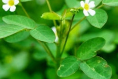 Menjaga Kesehatan Jantung dengan Daun Belimbing Hutan: Solusi Alami yang Menjanjikan