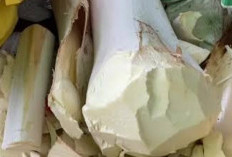 Benarkah Mengonsumsi Umbut Sawit Bisa Menjaga Kesehatan Otak, Simak Faktanya 